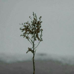 小苮儿骚麦dj版全部歌曲
